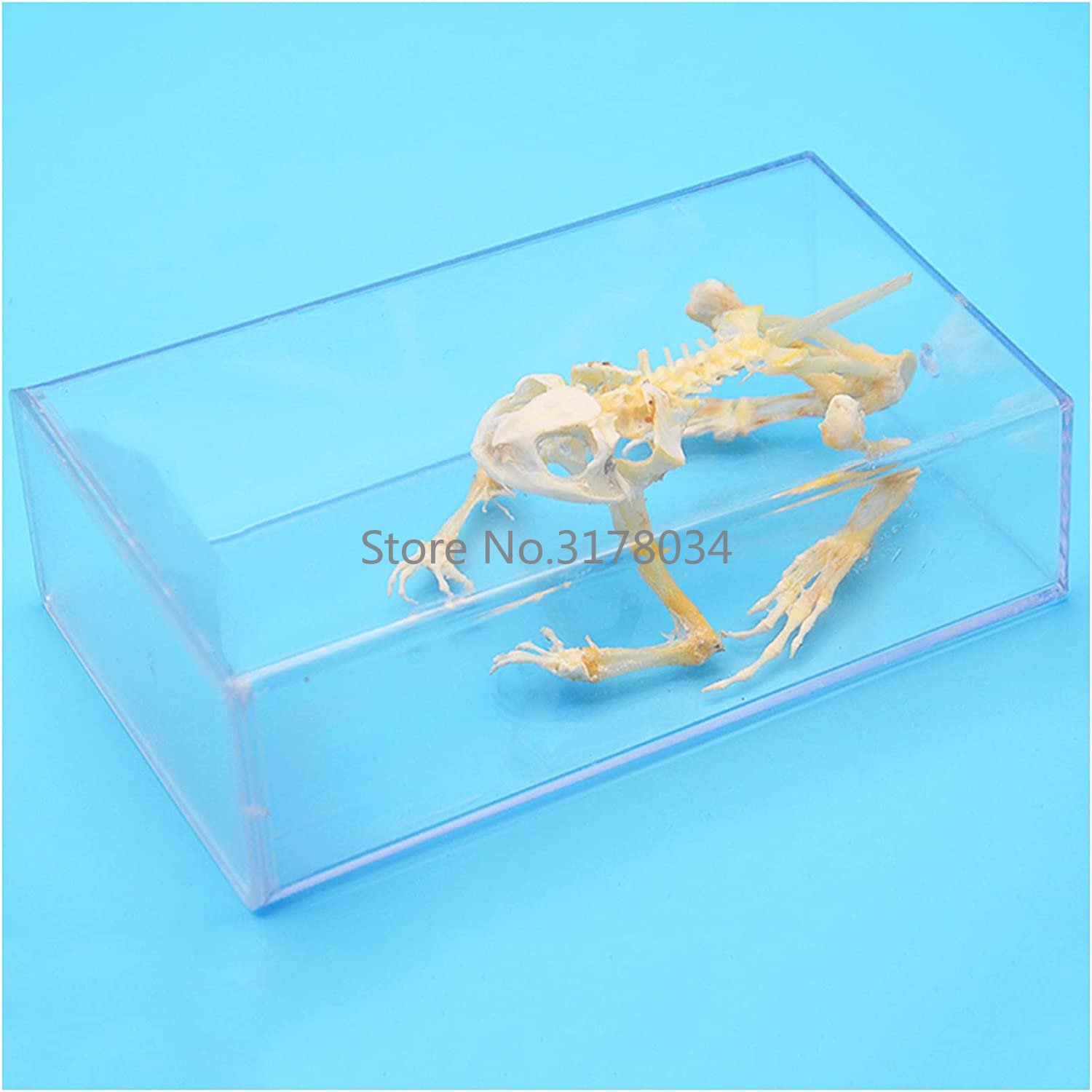 Art And Craft Science - Model kerangka hewan katak tulang, perlengkapan