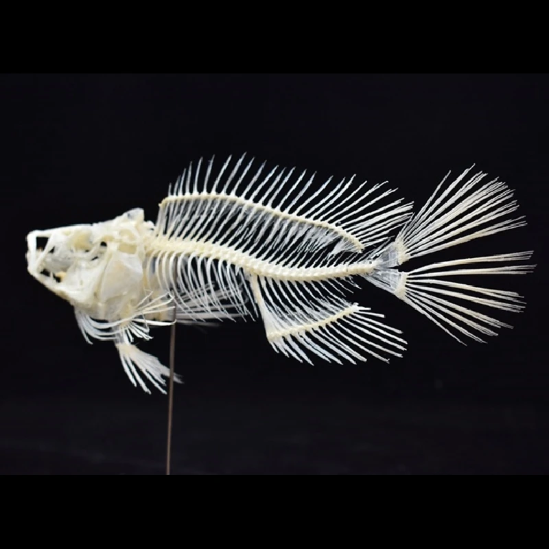 Art And Craft Science - 2043 Model Kerangka Ikan Grouper Butik