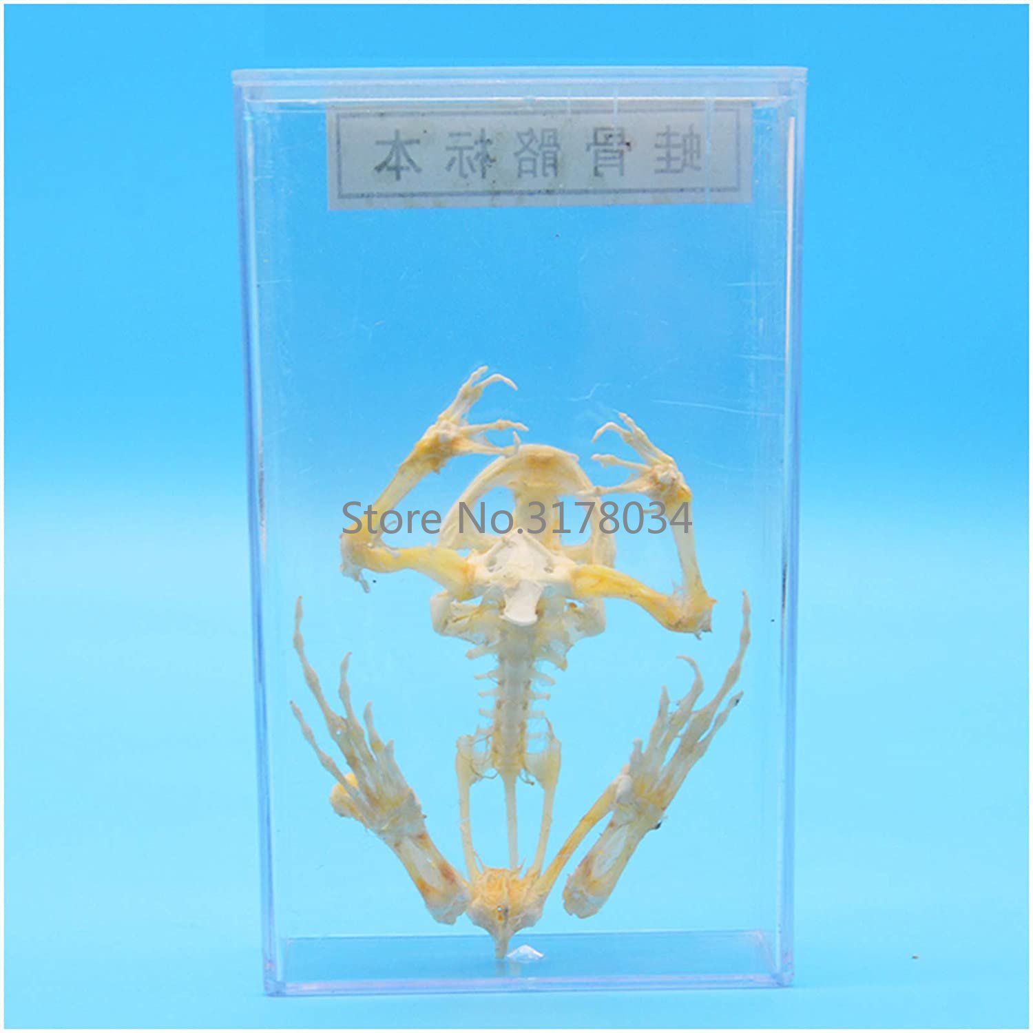 Model kerangka hewan katak tul - Art And Craft Science ulasan dan harga