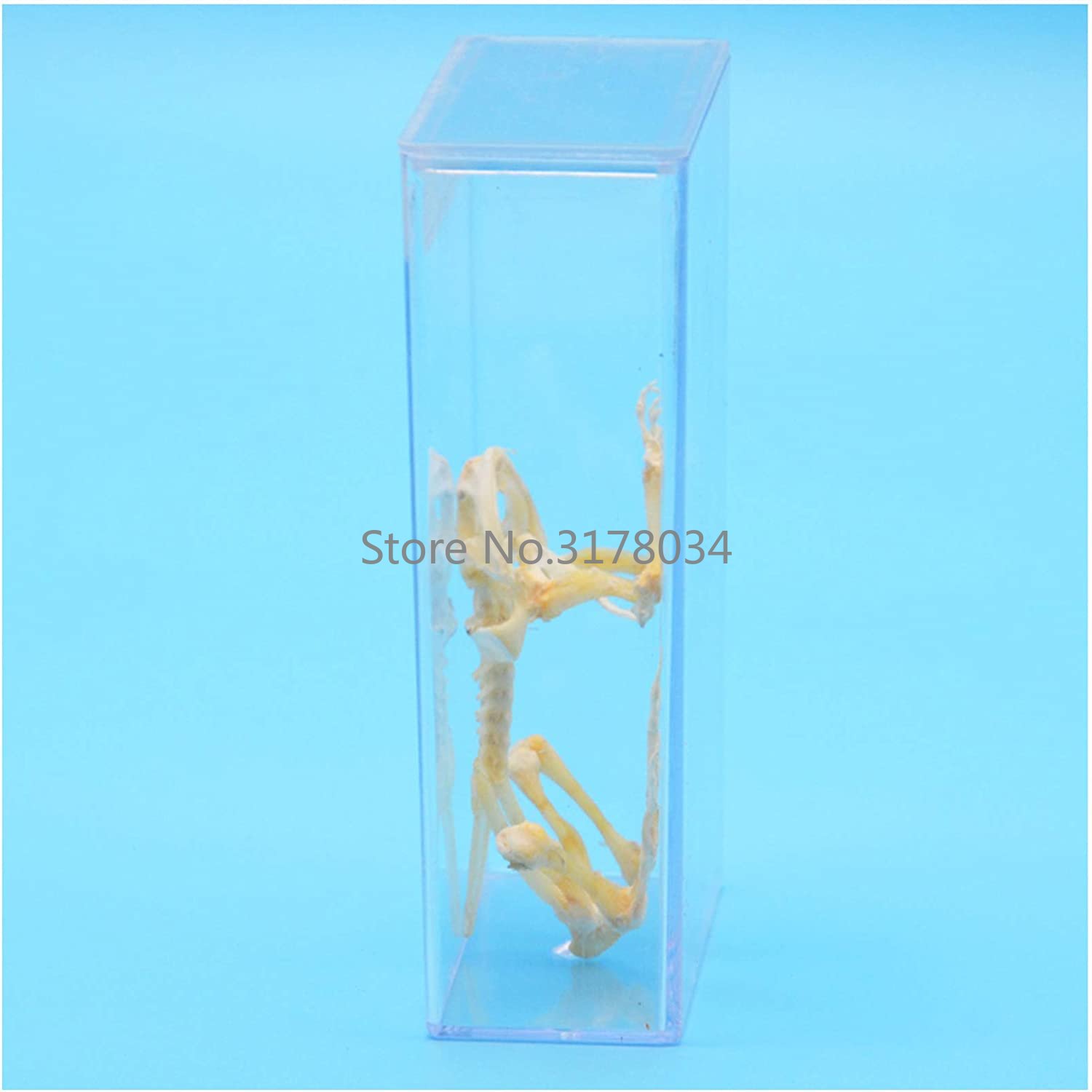 Model kerangka hewan katak tul - Art And Craft Science ulasan dan harga
