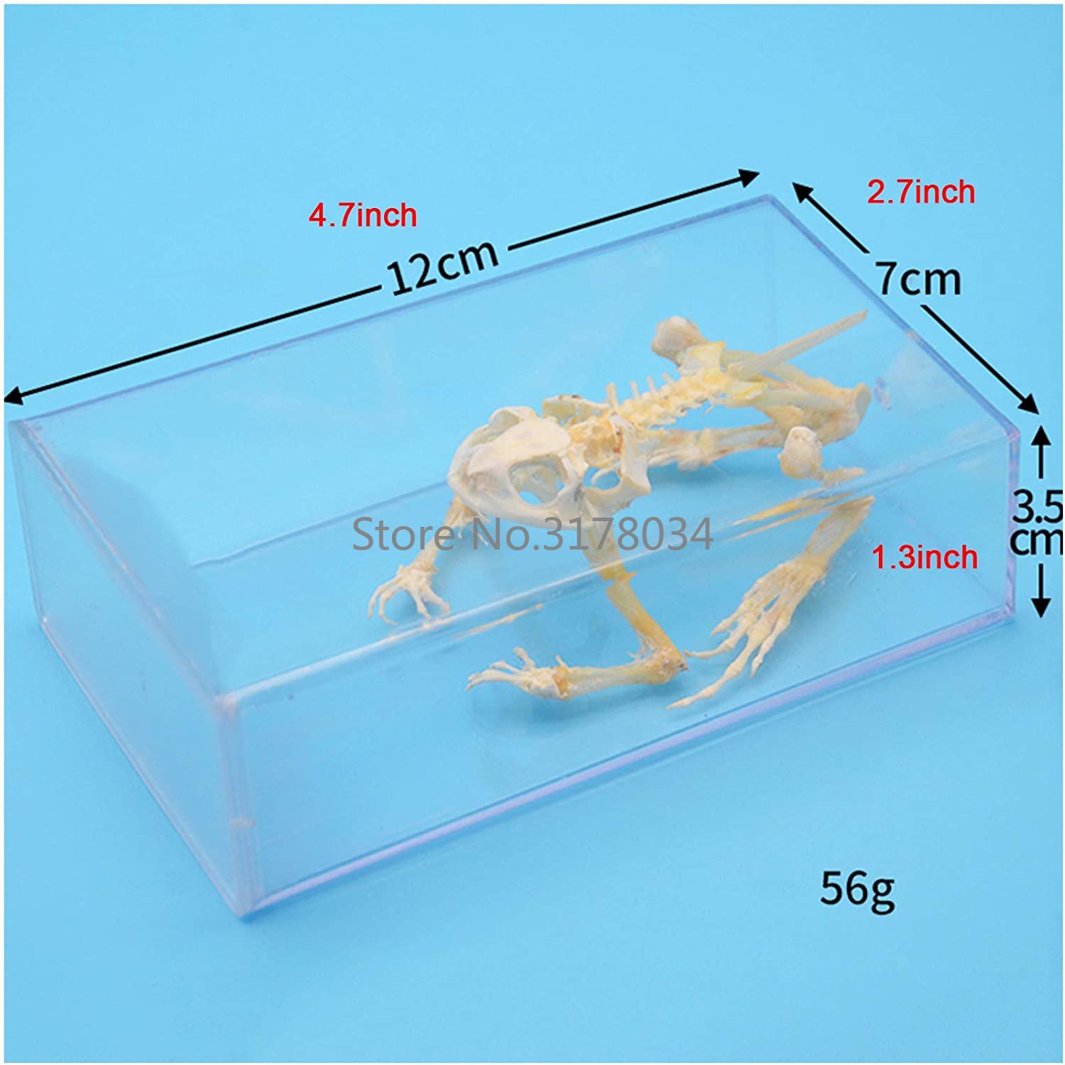 Model kerangka hewan katak tul - Art And Craft Science ulasan dan harga