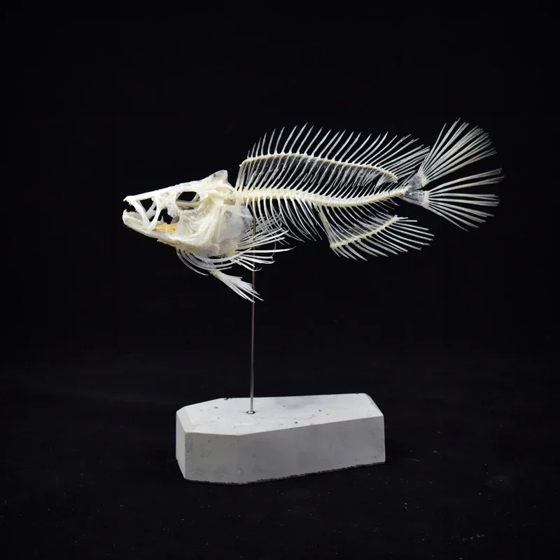 2043 Model Kerangka Ikan Group - Art And Craft Science ulasan dan harga