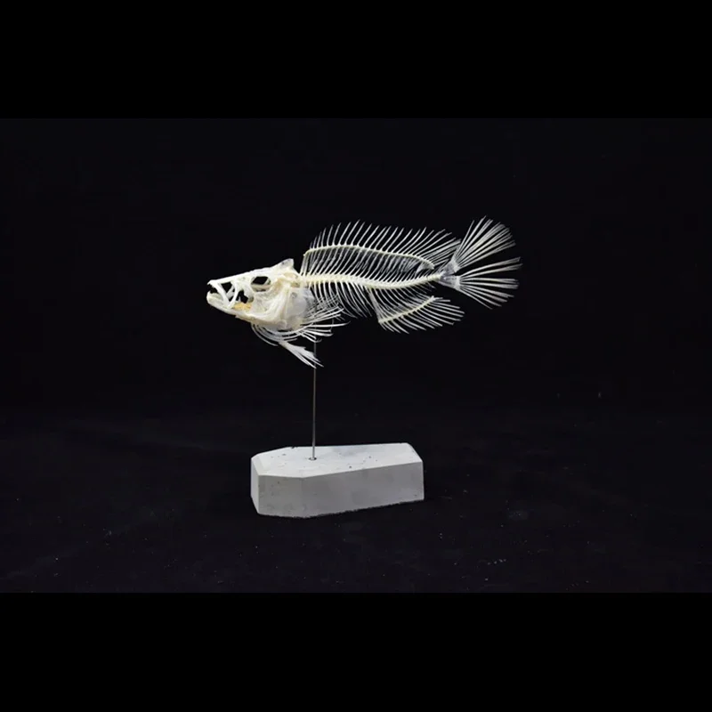 2043 Model Kerangka Ikan Group - Art And Craft Science ulasan dan harga