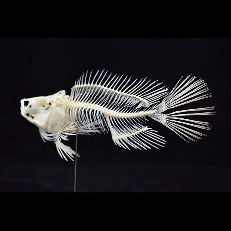 2043 Model Kerangka Ikan Group - Art And Craft Science ulasan dan harga