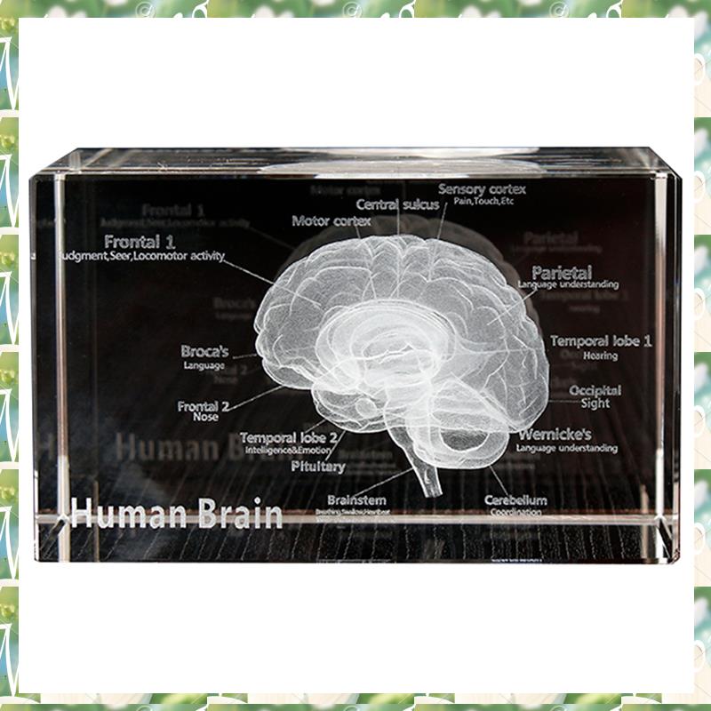 FIZP Kristal 3D Model Anatomi  - Art And Craft Science ulasan dan harga